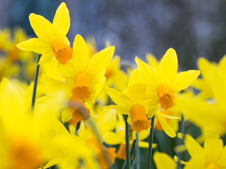 St. James' Court, A Taj Hotel | London | 7